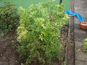 Garden tidy - before