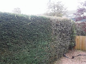 Hedge trimming - after