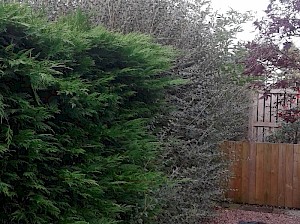 Hedge trimming - before